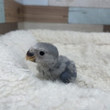 深みのあるブルーのコザクラさん！コザクラインコ　バイオレット