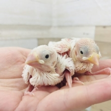人気の真っ白な天使✨白文鳥ヒナ！
