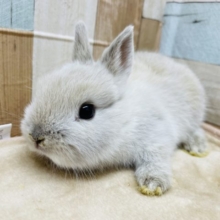 クリクリおめめが可愛いです☆ネザーランドドワーフのスクワーレルカラー！