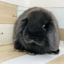 うさまんじゅう！？ホーランドロップイヤーちゃん(ブラック)