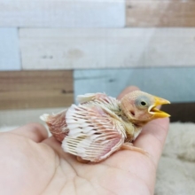 よく食べてよく寝ます。。白文鳥さん！