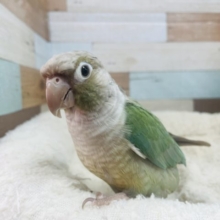 最新画像になります☆なでなで練習中！ホオミドリウロコインコさん♪