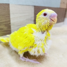わたわたのヒナさん☆セキセイインコのルチノーカラー！
