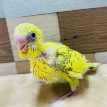 とにかく元気いっぱい！！セキセイインコハルクイル♪