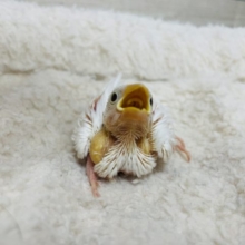 おねだり上手♡うぶちゃん白文鳥！