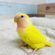 最新画像です☆元気っこカラー☆ 明るいイエロー！　コザクラインコ　ルチノーオパーリン☆　