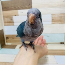 かまちょさん♪オキナインコ(ブルー)さん☆