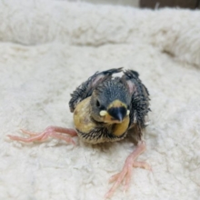 うっとりします、癒しを与える桜文鳥！
