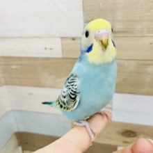 超ホヤホヤ最新画像！満点のカメラ目線✨セキセイインコヒナ(イエローフェイスオパーリン)