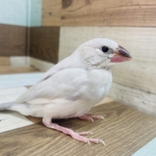 最新画像になります！ヒナのうちも可愛いんだけどねっ　やっぱり成長時の馴れ方が！　シルバー文鳥☆