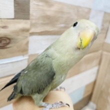 人が大好きなベタ馴れさん☆コザクラインコのモーブカラー！