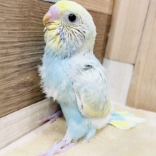 綿毛の残るヒナヒナさん☆セキセイインコのパステルレインボースパングルカラー！