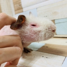 カキカキ大好き♡スキニーギニアピッグさん！