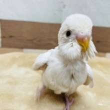純白天使なヒナさんです☆セキセイインコのダブルファクターカラー！