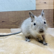 馴れそうな予感がします♡まだまだちびっ子ブルーデグーちゃん
