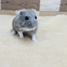 こんな可愛い子が隠れてます✨ロシアンブルーハムスターちゃん！