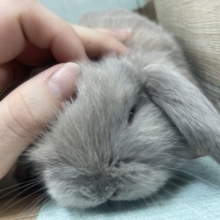 動くぬいぐるみ？？　ホーランドロップ　オパール　男の子