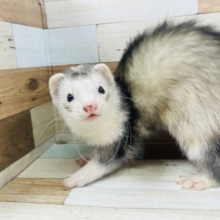 最新画像です〜むちむちボディ!!マーシャルフェレットくん☆