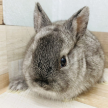 胸キュン♥️まるむちなミニウサギさん(チンチラ)