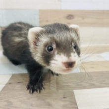 わんぱくボーイ♥マーシャルフェレットくん(ブラックセーブル)