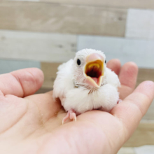 いっぱい食べちゃうよ★白文鳥ヒナ！