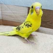 最新画像あり！！人気カラーのキハルクのヒナです☆セキセイインコのハルクインカラー！
