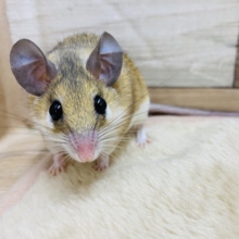 トゲトゲだけど痛くない？まんまるボディーのカイロトゲマウス男の子☆