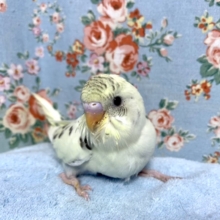 セキセイインコ  4色ハルクイン  2/1