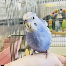 超ホヤホヤ最新画像☆ポーズが完璧！？羽衣セキセイインコヒナ(スパングル)