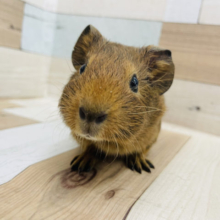 そんな可愛い顔で見つめられたら…♡イングリッシュモルモットちゃん！