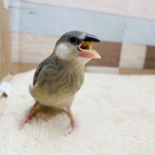 最新画像有り☆食いしん坊なヒナさんです☆桜文鳥！
