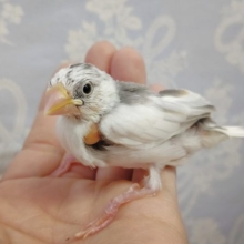白文鳥　2022年02月12日　最新画像