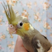 大人気！オカメインコ（ノーマルカラー）2022年02月19日