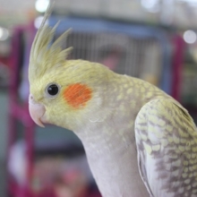 ひとり餌になっておりますよ～　オカメインコシナモンパールさん