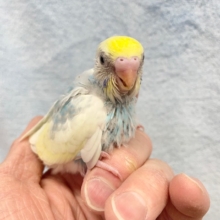 クリームソーダ💛セキセイインコ（パステルレインボーパイド）2022年1月生まれ