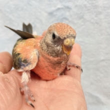 まさにバラ💛ローズアキクサインコ　2022年1月生まれ
