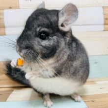 もっちりボディ♡チンチラ(グレー)ちゃん♡