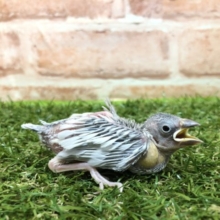 人気の渋い文鳥が今週も入舎です　R４　２／９撮影