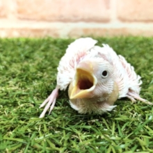 白文鳥がやってきましたよ　R４　２／９撮影