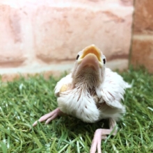人気の白文鳥です　R４　２／１８撮影