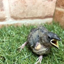 桜文鳥がやってきました　R４　２／１８撮影