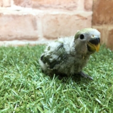 定番人気ですよね　コザクラインコ　ノーマルカラー　R４　２／２３撮影