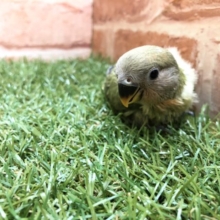 どんなカラーになるの？　コザクラインコ　オリーブオパーリン　R4　２／２３撮影