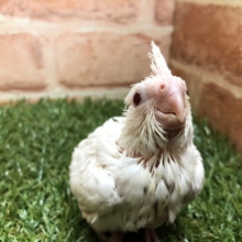 流山店にもついに！！　オカメインコピュアホワイト　R４　２／２３撮影