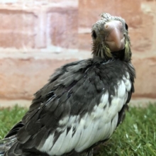 ノーマルもやってきました　オカメインコノーマルカラー　R４　２／２３撮影