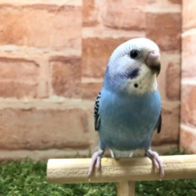 セキセイインコと言ったらこの模様　セキセイインコオパーリン　R４　２／２７撮影