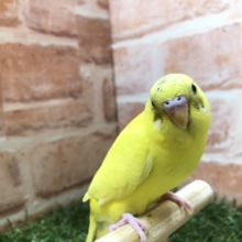 撫でられるの好きなの～　セキセイインコハルクイン　R４　２／２７撮影