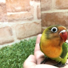 ボタンちゃんやってきました　R４　２／１８撮影