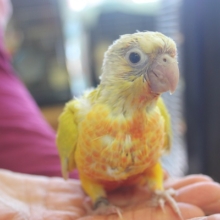 手乗りウロコインコ（サンチーク）のヒナちゃんです✨