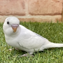 ステキな爽やかカラーです☆　セキセイインコ“ハルクイン”  2022.2/25撮影